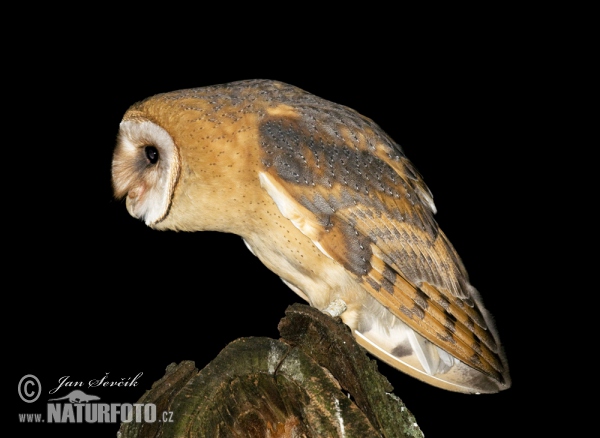 Sova pálená (Tyto alba)