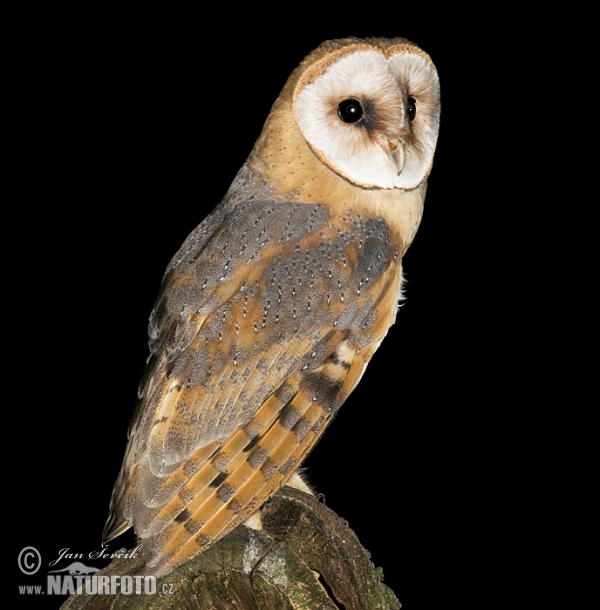 Sova pálená (Tyto alba)