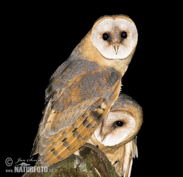 Sova pálená (Tyto alba)