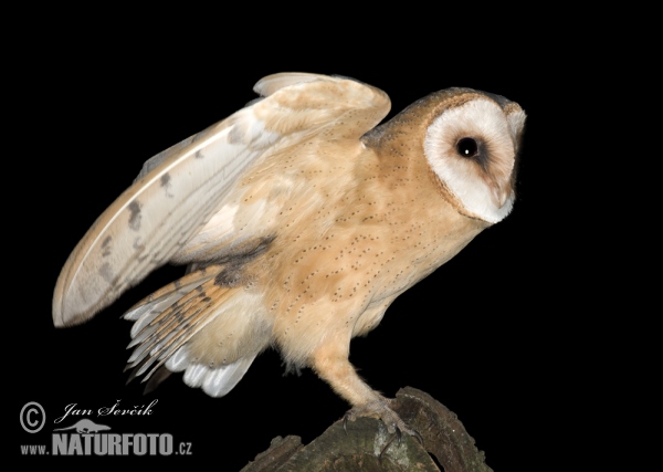 Sova pálená (Tyto alba)