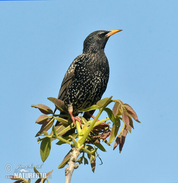 Špaček obecný (Sturnus vulgaris)