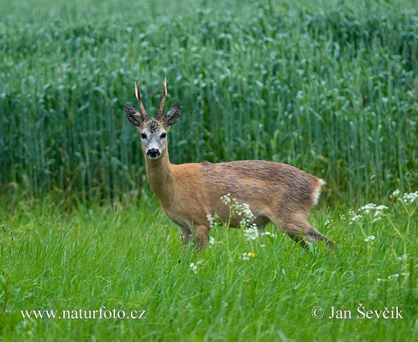 Srnec lesný (Capreolus capreolus)