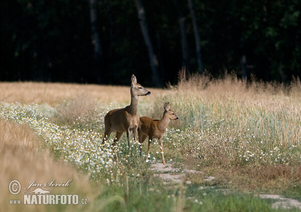 Srnec lesný (Capreolus capreolus)