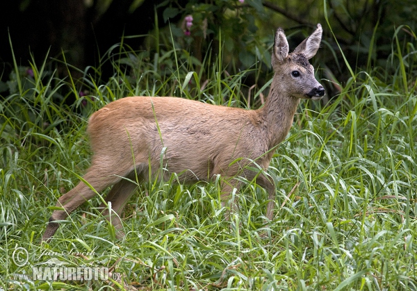 Srnec lesný (Capreolus capreolus)