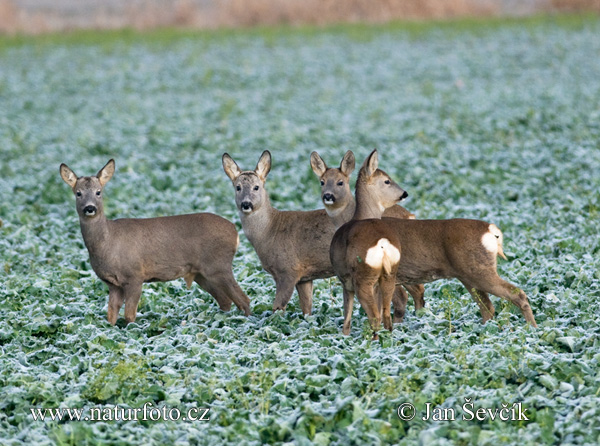 Srnec lesný (Capreolus capreolus)