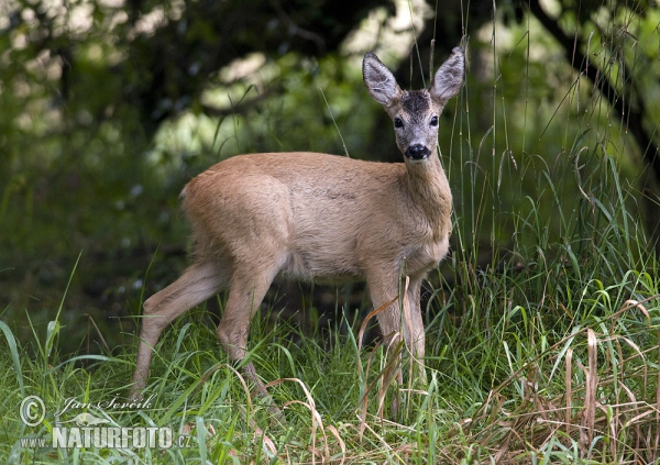 Srnec lesný (Capreolus capreolus)