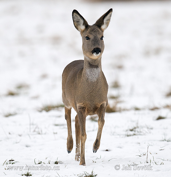 Srnec lesný (Capreolus capreolus)