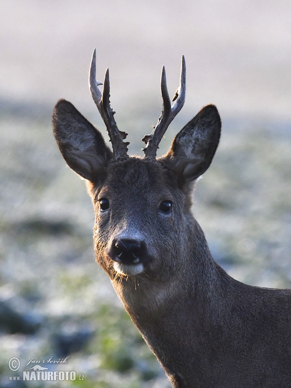 Srnec lesný (Capreolus capreolus)