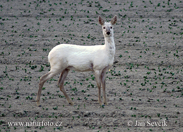 Srnec lesný (Capreolus capreolus)