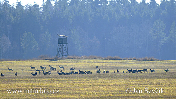 Srnec lesný (Capreolus capreolus)