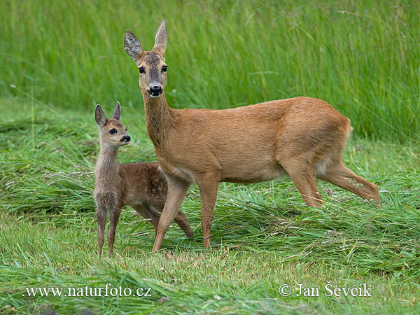 Srnec lesný (Capreolus capreolus)