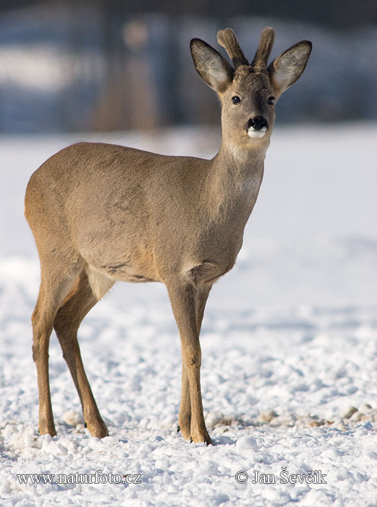 Srnec lesný (Capreolus capreolus)