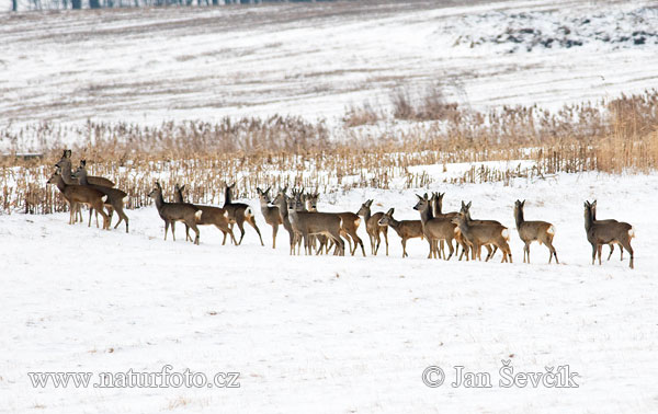 Srnec lesný (Capreolus capreolus)