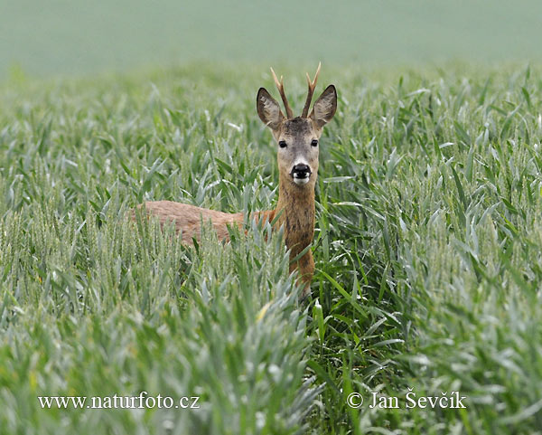 Srnec lesný (Capreolus capreolus)