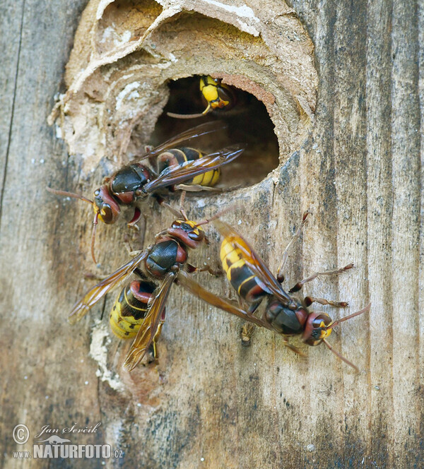 Sršeň obecná (Vespa crabro)