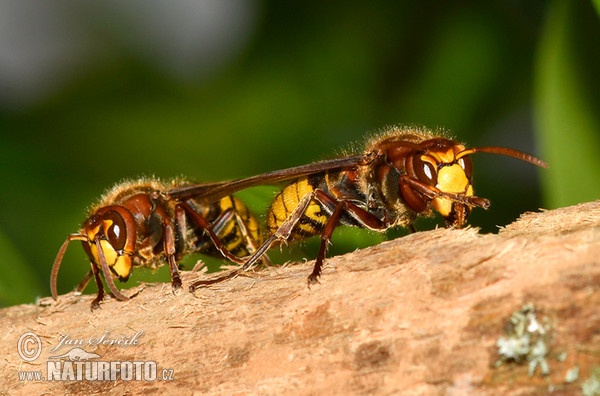 Sršeň obecná (Vespa crabro)