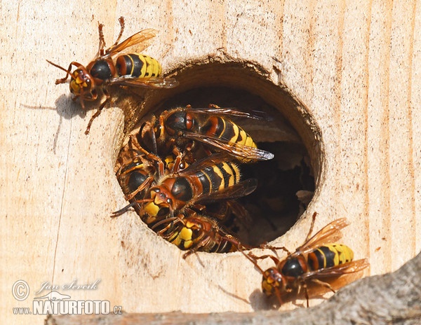 Sršeň obecná (Vespa crabro)