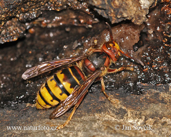 Sršeň obyčajný (Vespa crabro)