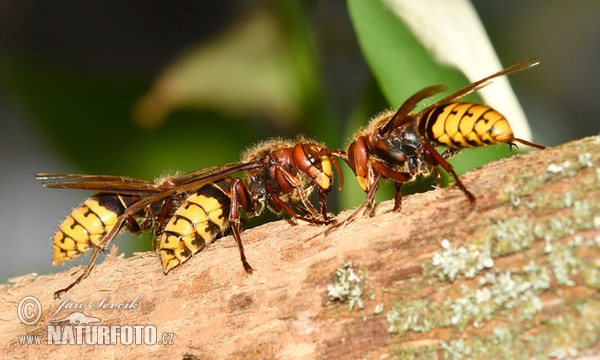 Sršeň obyčajný (Vespa crabro)