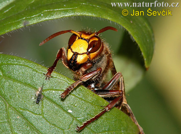 Sršeň obyčajný (Vespa crabro)