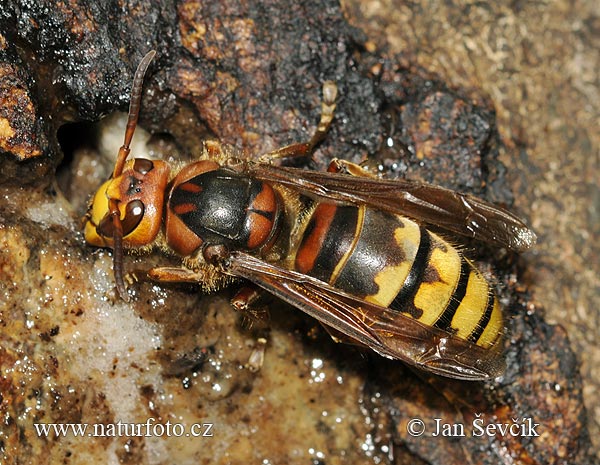 Sršeň obyčajný (Vespa crabro)