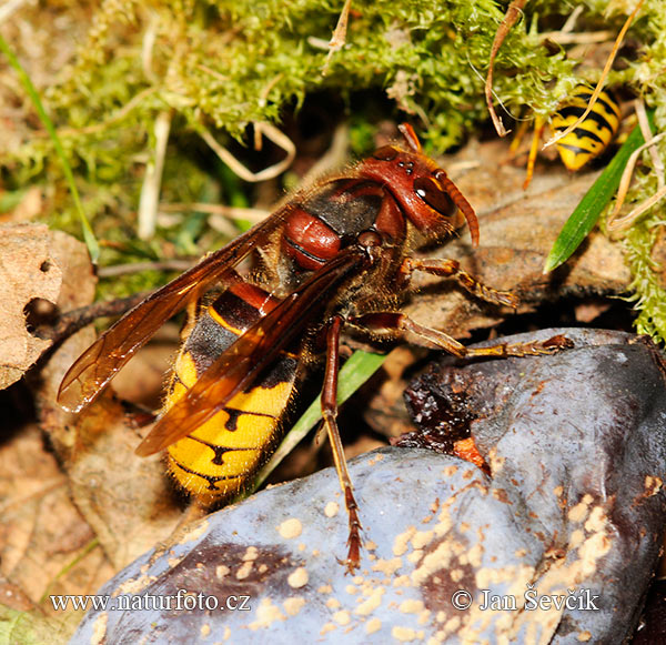 Sršeň obyčajný (Vespa crabro)