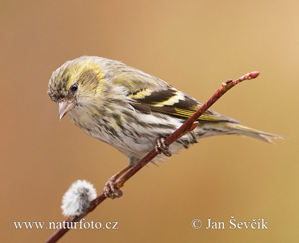 Stehlík čížavý (Carduelis spinus)