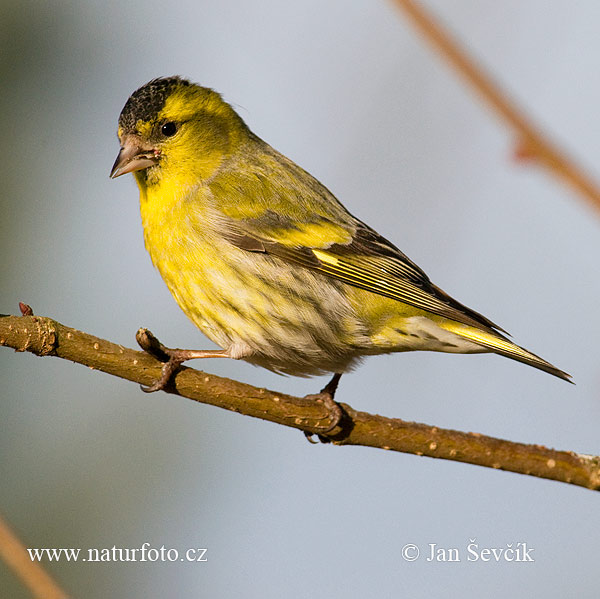 Stehlík čížavý (Carduelis spinus)