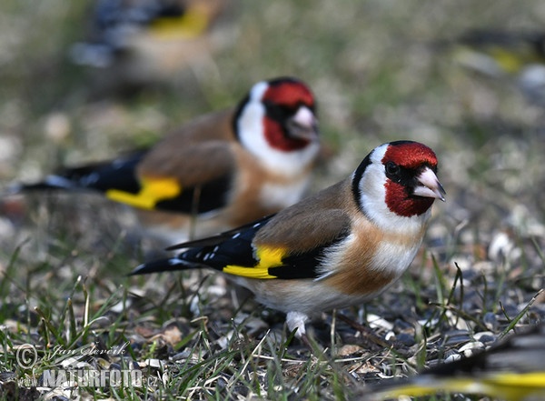 Stehlík obecný (Carduelis carduelis)