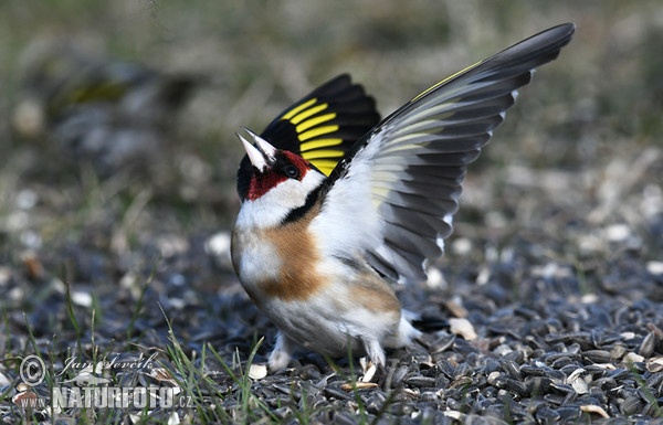 Stehlík obecný (Carduelis carduelis)