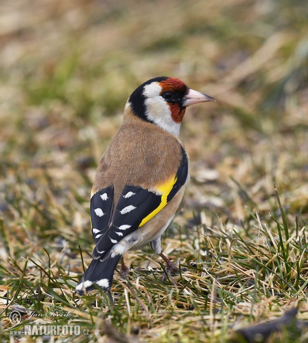 Stehlík obecný (Carduelis carduelis)