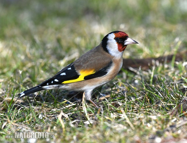 Stehlík obecný (Carduelis carduelis)