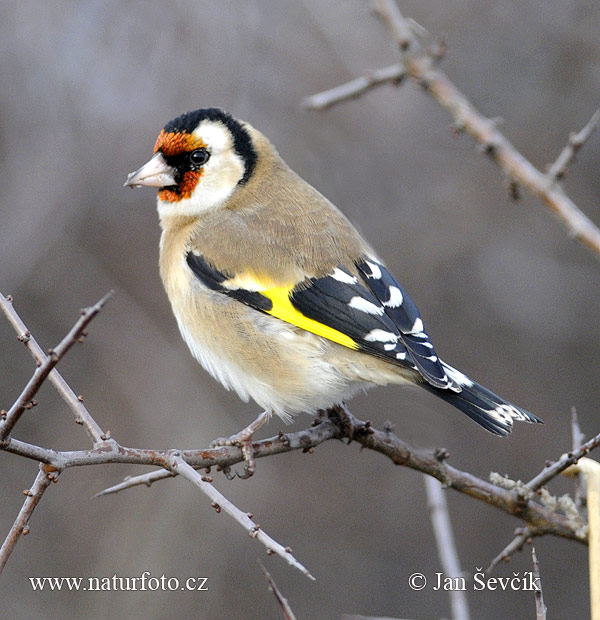 Stehlík obyčajný pestrý (Carduelis carduelis)