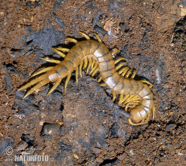 Stonoha páskovaná (Scolopendra cingulata)