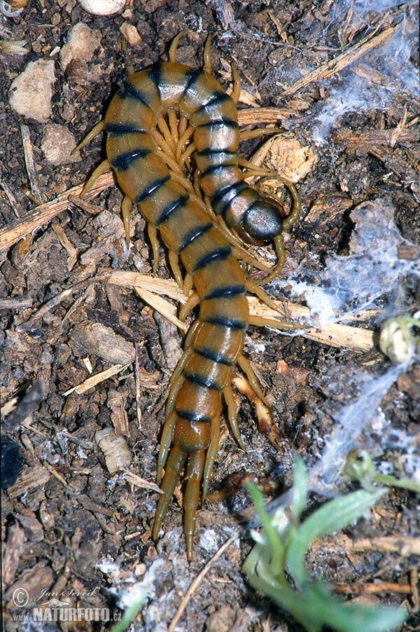 Stonoha páskovaná (Scolopendra cingulata)