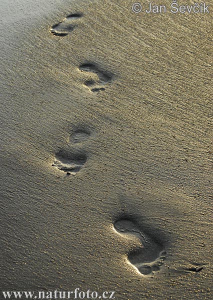 Stopy v písku (Footprints)
