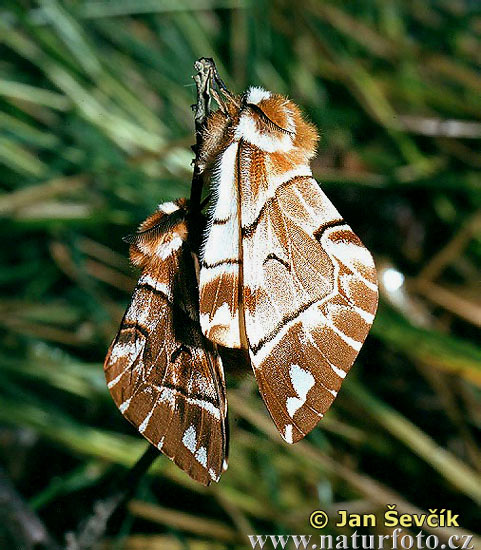 Strakáč brezový (Endromis versicolora)