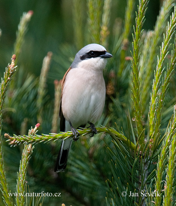 Strakoš červenochrbtý (Lanius collurio)