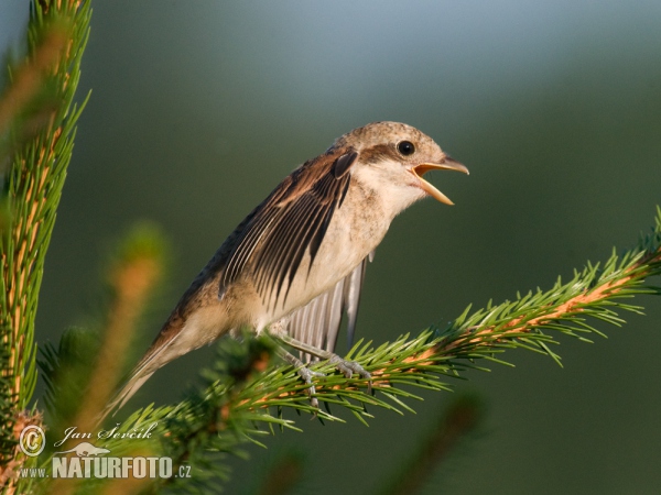 Strakoš červenochrbtý (Lanius collurio)