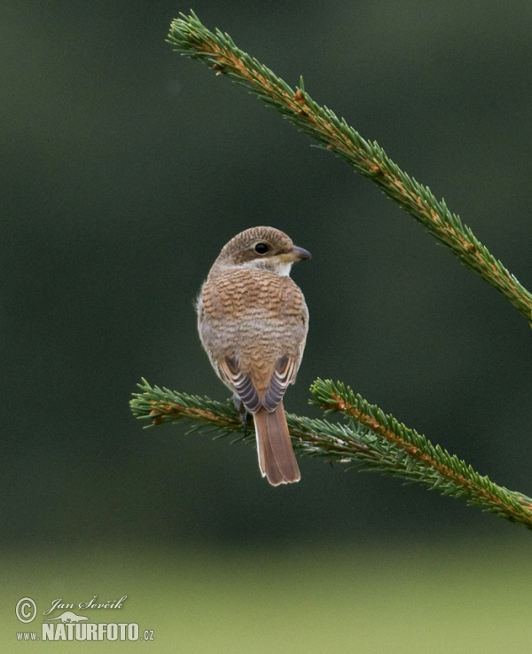 Strakoš červenochrbtý (Lanius collurio)