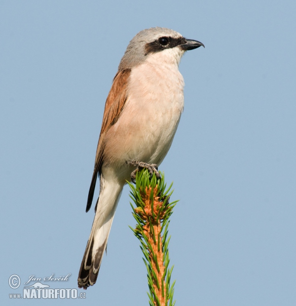 Strakoš červenochrbtý (Lanius collurio)