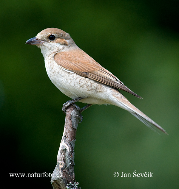 Strakoš červenochrbtý (Lanius collurio)