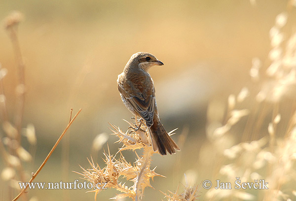 Strakoš červenochrbtý (Lanius collurio)