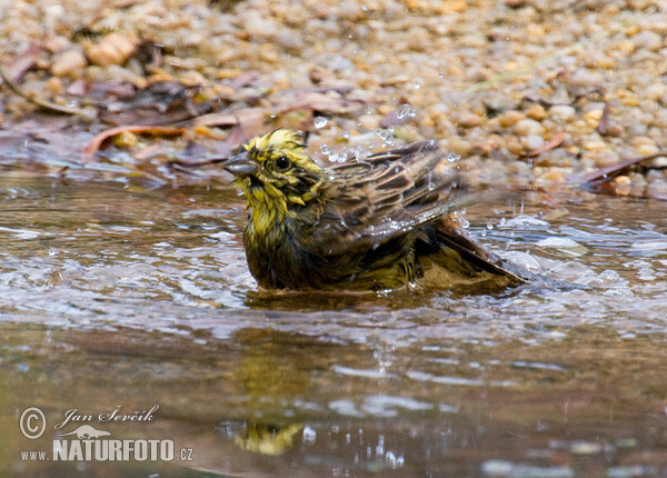 Strnad obecný (Emberiza citrinella)