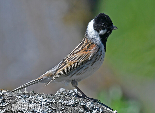 Strnad rákosní (Emberiza schoeniclus)