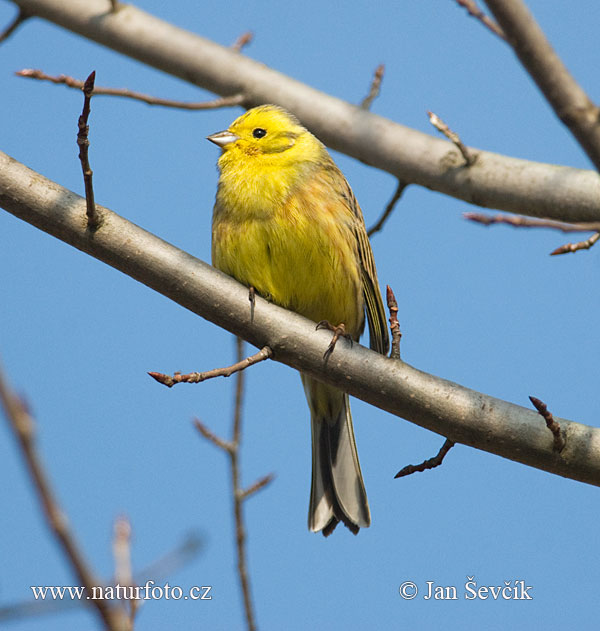 Strnádka obyčajná (Emberiza citrinella)