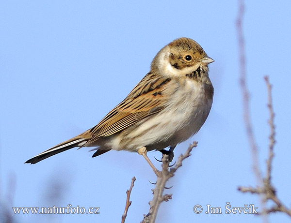 Strnádka trsťová (Emberiza schoeniclus)