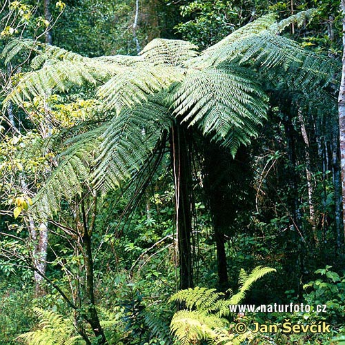 Stromovitá papraď (Polypodiophyta)