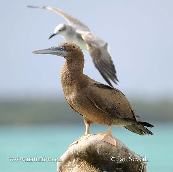 Sula hnedá (Sula leucogaster)