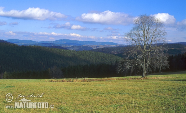 Šumava (Sum)